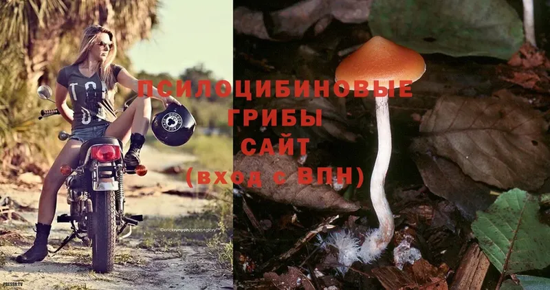 Псилоцибиновые грибы Psilocybine cubensis  blacksprut ССЫЛКА  Новомичуринск  продажа наркотиков 